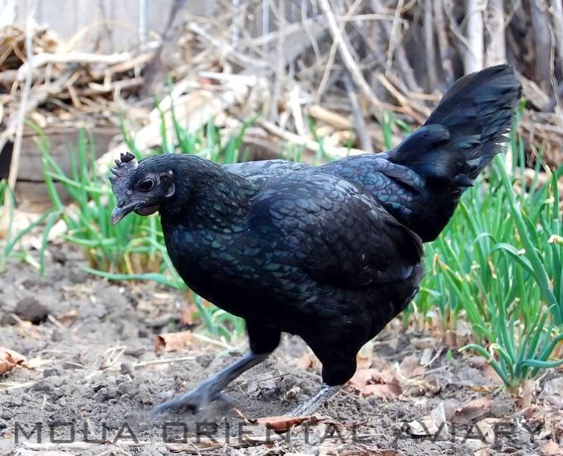 Как называется черная курица. Аям Цемани. Аям Цемани порода кур. Панциревская черная порода кур. Аям Цемани Курочка.