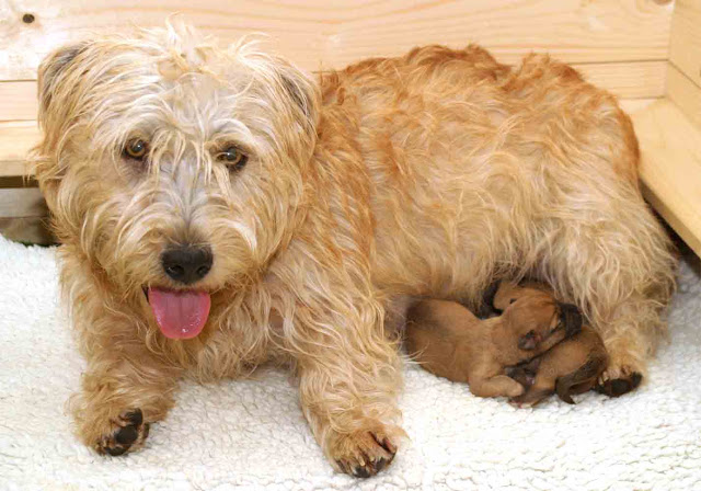 C es C es Irish Glen Of Imaal Terrier 04
