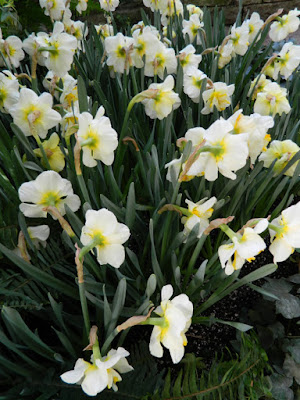 White Lion daffodil narcissus 2016 Allan Gardens Conservatory Spring Flower Show by garden muses-not another Toronto gardening blog