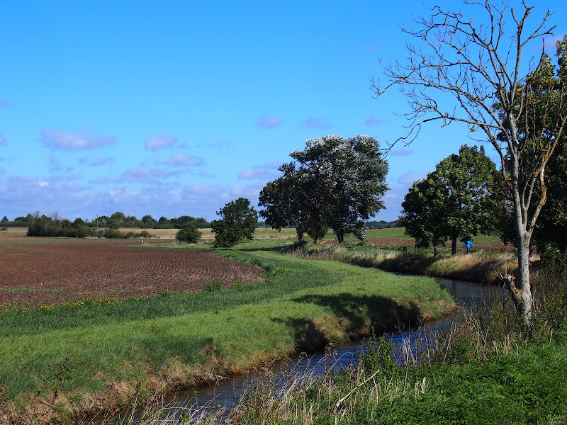 Salt marsh 