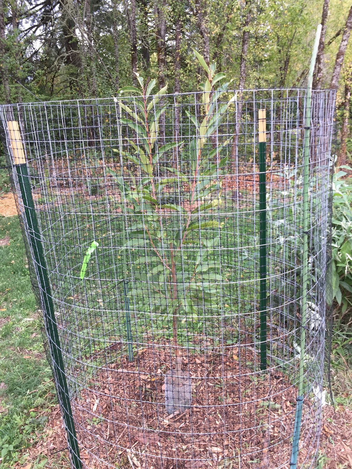 Daniel's Pacific NW Garden Fall/Winter Projects. A New Deer Cage for
