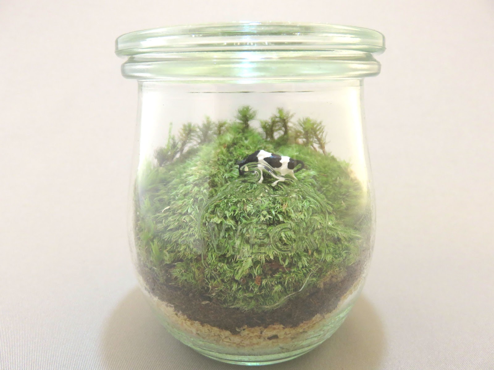 フィール ザ ガーデン