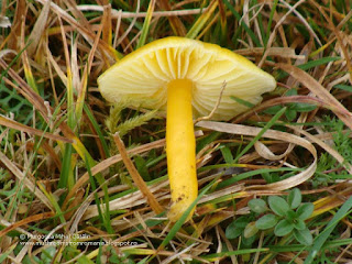 Hygrocybe chlorophana DSC129030