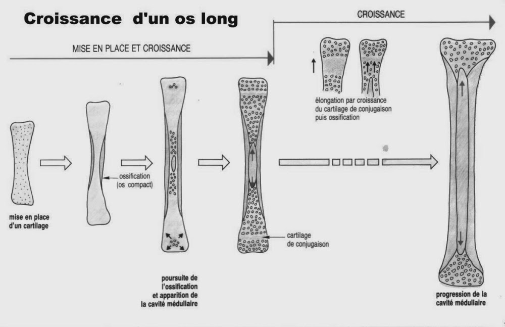 A LECUYER Ostéopathe Equin et Humain février 2014