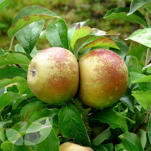 Lulu's Garden 8 Best Apple Trees to Grow in Scotland