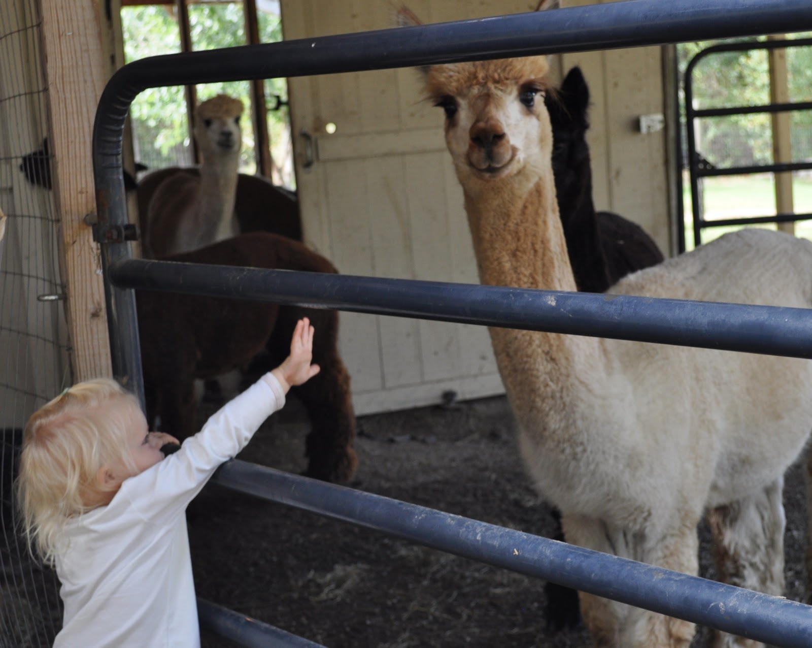 Lavender Hill Farm Alpacas National Alpaca Farm Days September 2425, 2011