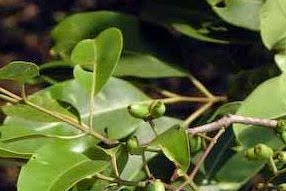 Manfaat Dan Khasiat Tanaman Jamblang (Syzygium Cumini L. Skeels)