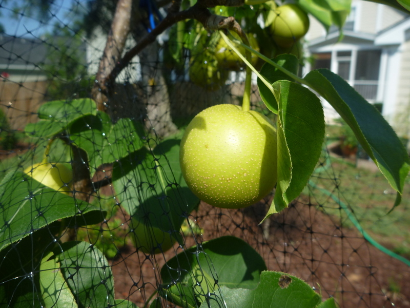 Persistent Gardener Planting Fruit bearing Trees