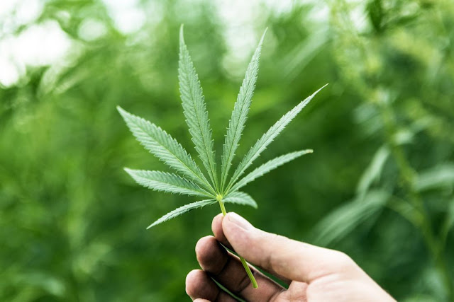 Democratic Party Rejected Marijuana Legalization Amendment Democratic Party Rejected Marijuana Legalization Amendment