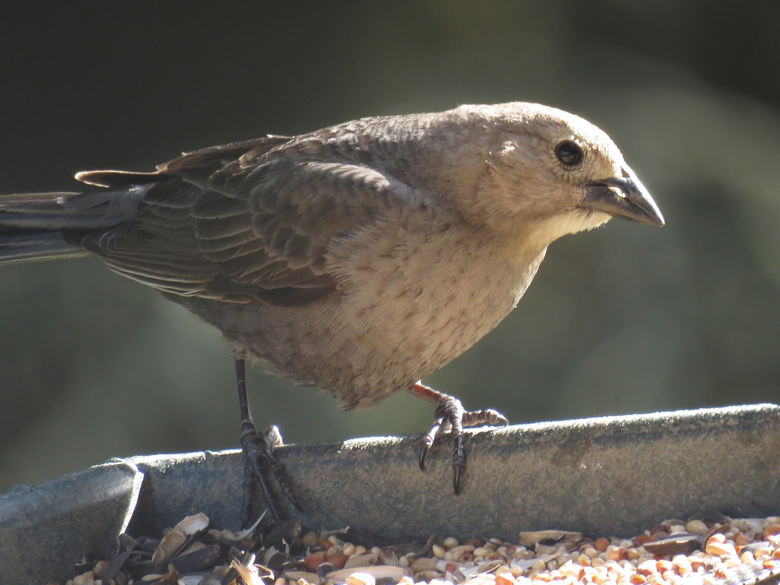 Bird & Travel Photos, Birding Sites, Bird Information: JUVENILE BROWN