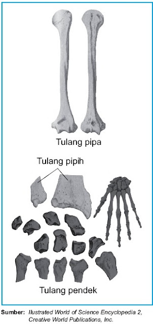 Bentuk Tulang Pipih, Pendek, Pipa (Panjang)