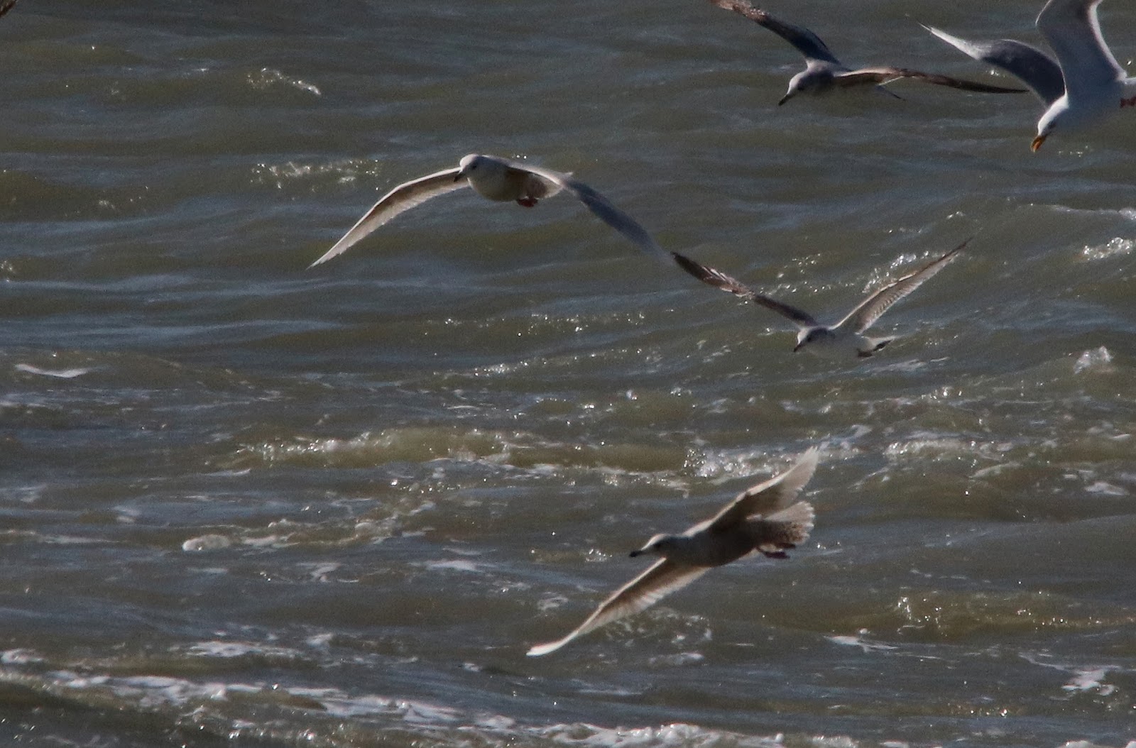 Larus Melanocephalus Ringing Larus Melanocephalus Ringing
