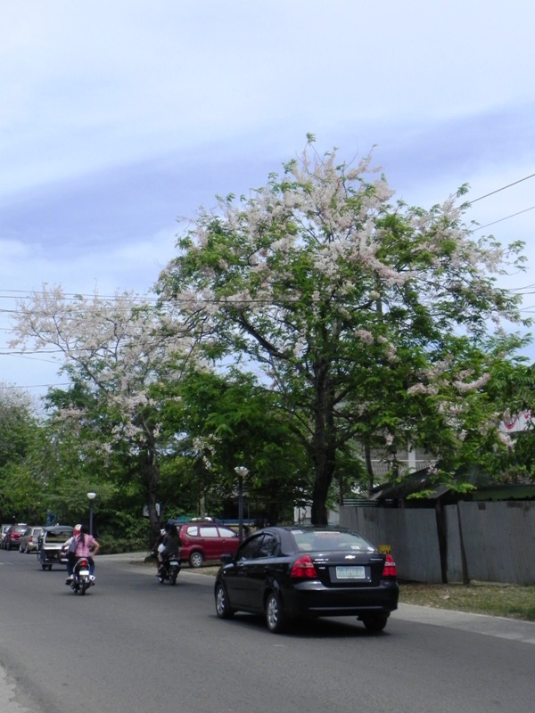 OUR PHILIPPINE TREES: The Palawan Cherry Dilemma in Palawan
