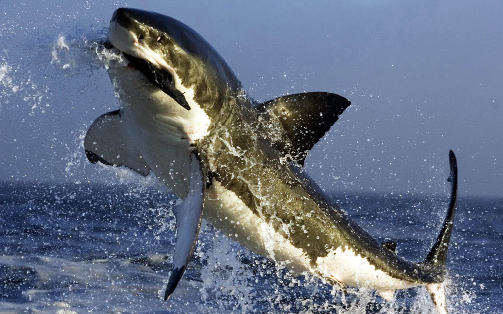 new shark photo desktop new shark photo desktop