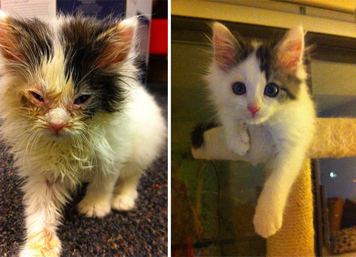 πριν και μετά διάσωση γατάκια 