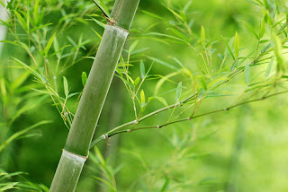 Bambu Tanaman Tropis Bambu Tanaman Tropis