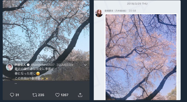 Sakura Tree Cherry Blossoms