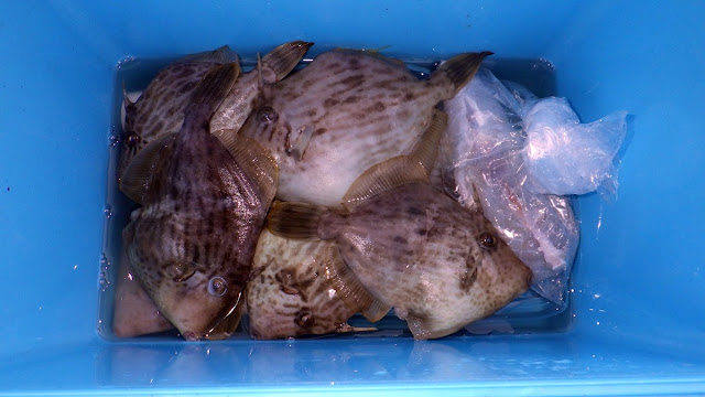 吉野屋 カワハギ 東京湾 吉野屋 カワハギ 東京湾