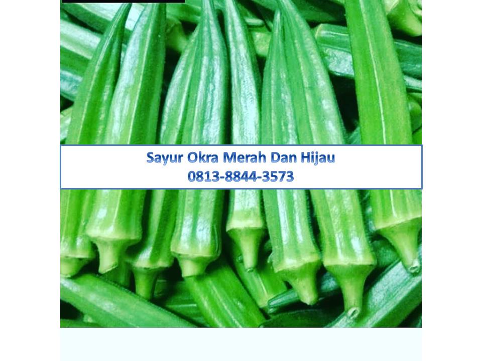 okra dalam bahasa jawa Teknoid
