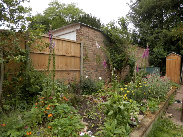 My suburban, polyculture, edible garden, June 2016. secondhandsusie.blogspot.com #garden #gardenblogger #edible #polyculture My suburban, polyculture, edible garden, June 2016. secondhandsusie.blogspot.com #garden #gardenblogger #edible #polyculture