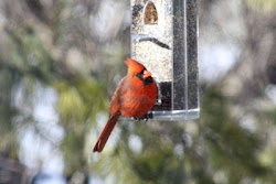 cardinal bird cardinals flying wild birds male sweet
