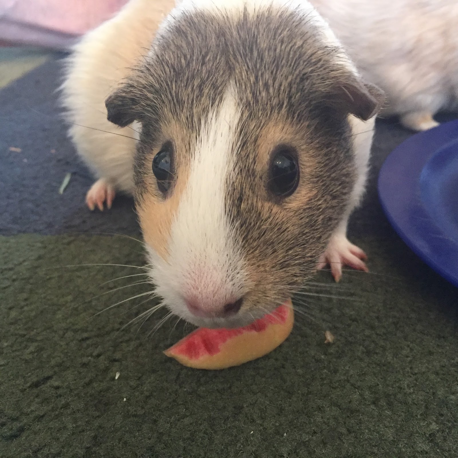 Cavy Savvy A Guinea Pig Blog Can Guinea Pigs Eat Pink Pearl Apples?