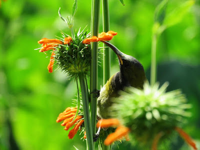 Collared sunbird on a flower in Uganda