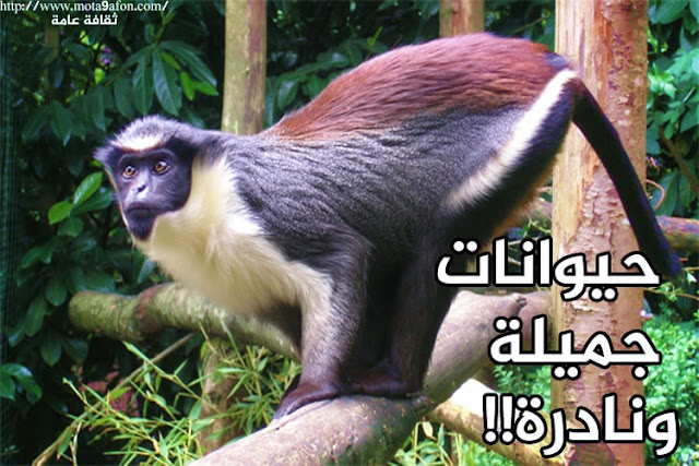 حيوانات نادرة حيوانات نادرة
