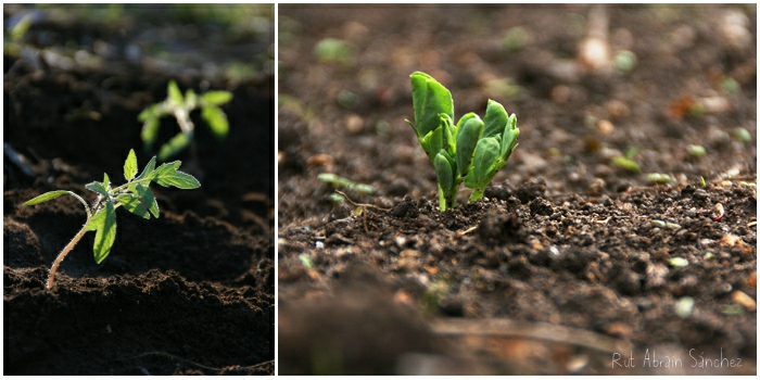 composición planta de tomate pequeña y planta de guisantes germinando