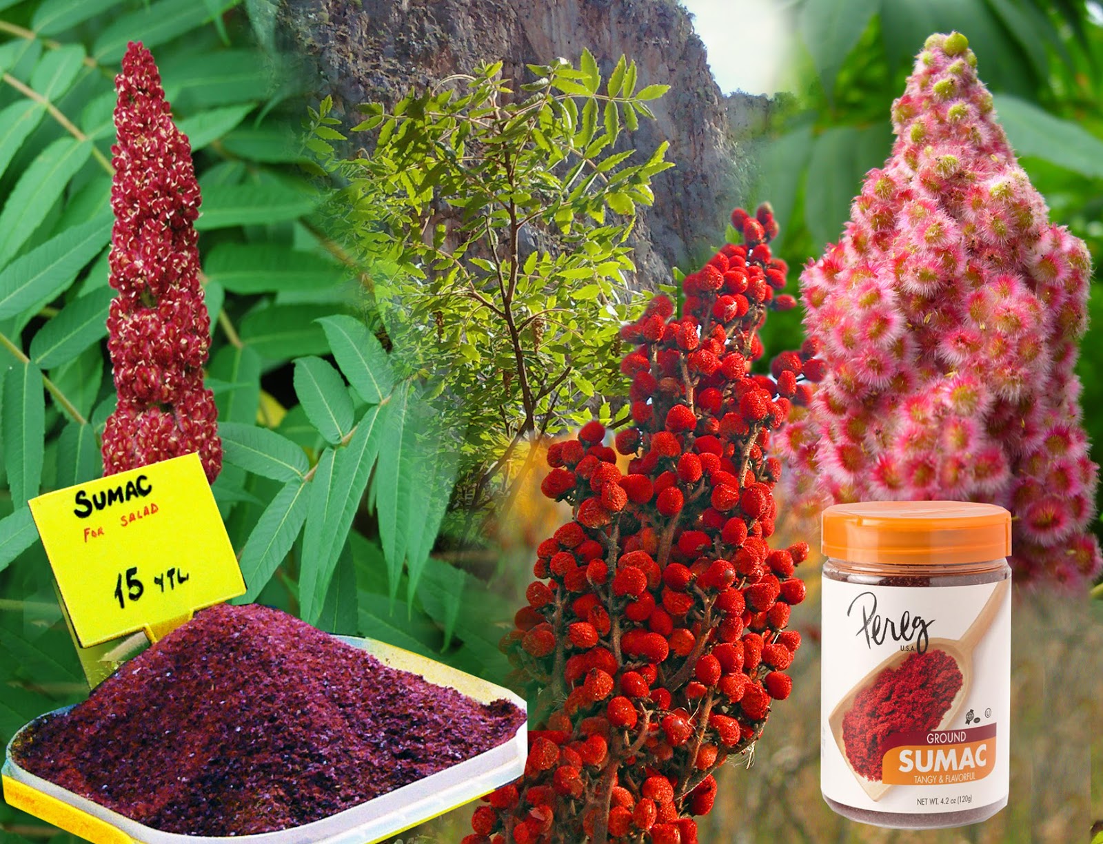 Intelliblog ALL ABOUT SUMAC