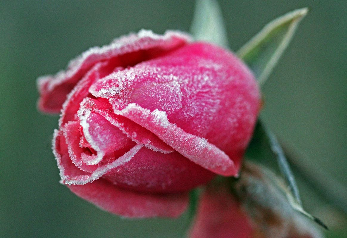 wcs A frosted rose