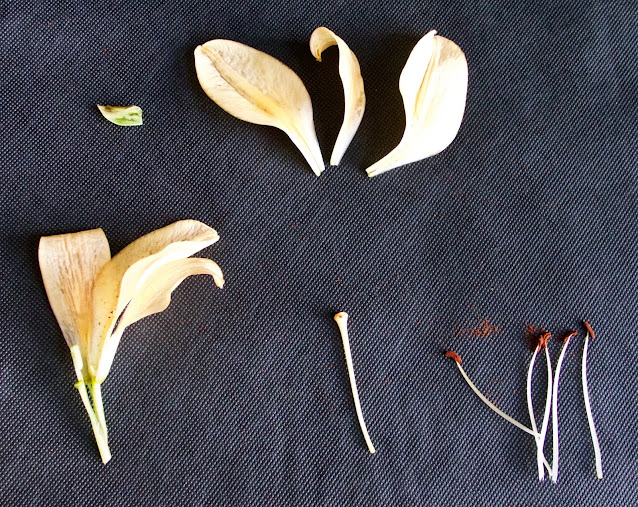 Flower dissection