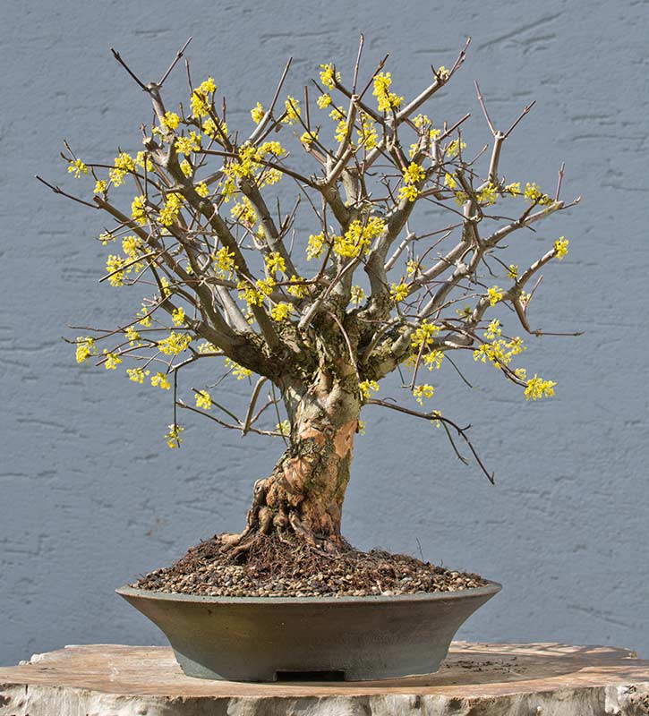 Walter Pall Bonsai Adventures dogwood in bloom