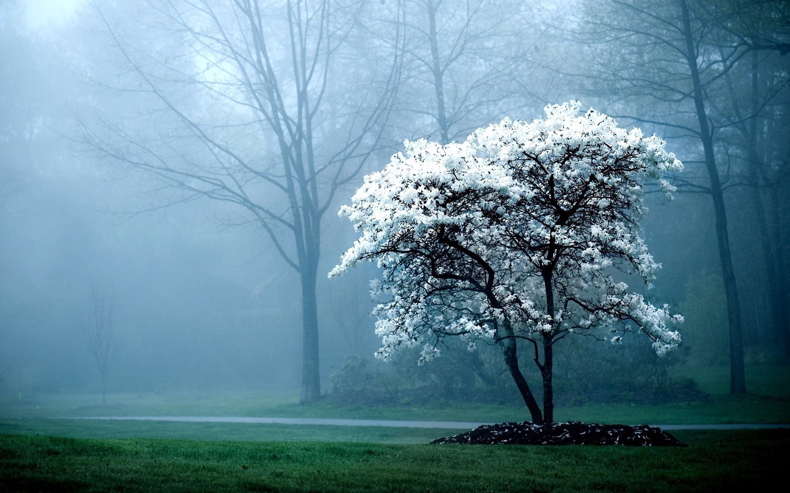 Whitring Tree White Tree Wallpapers