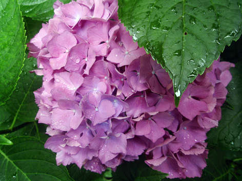 hortensia