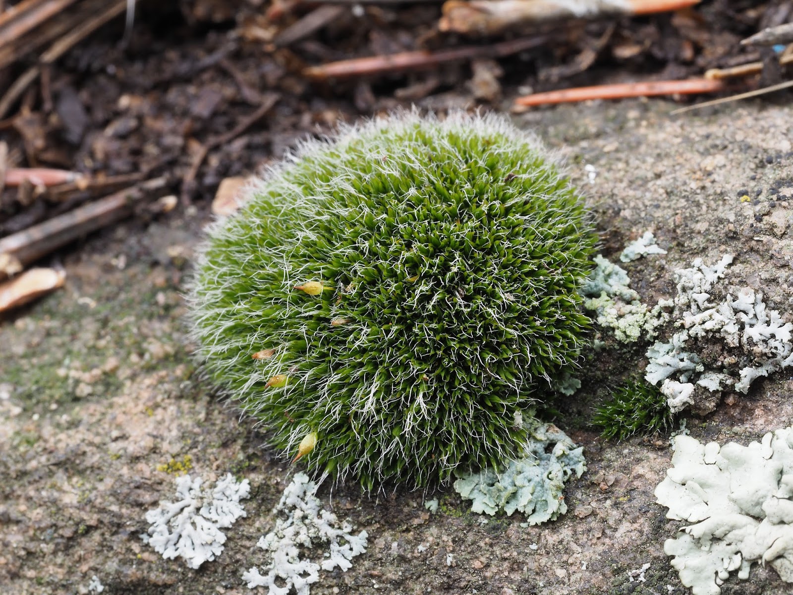 What's Growing in Colorado Getting to Know the Bryophytes