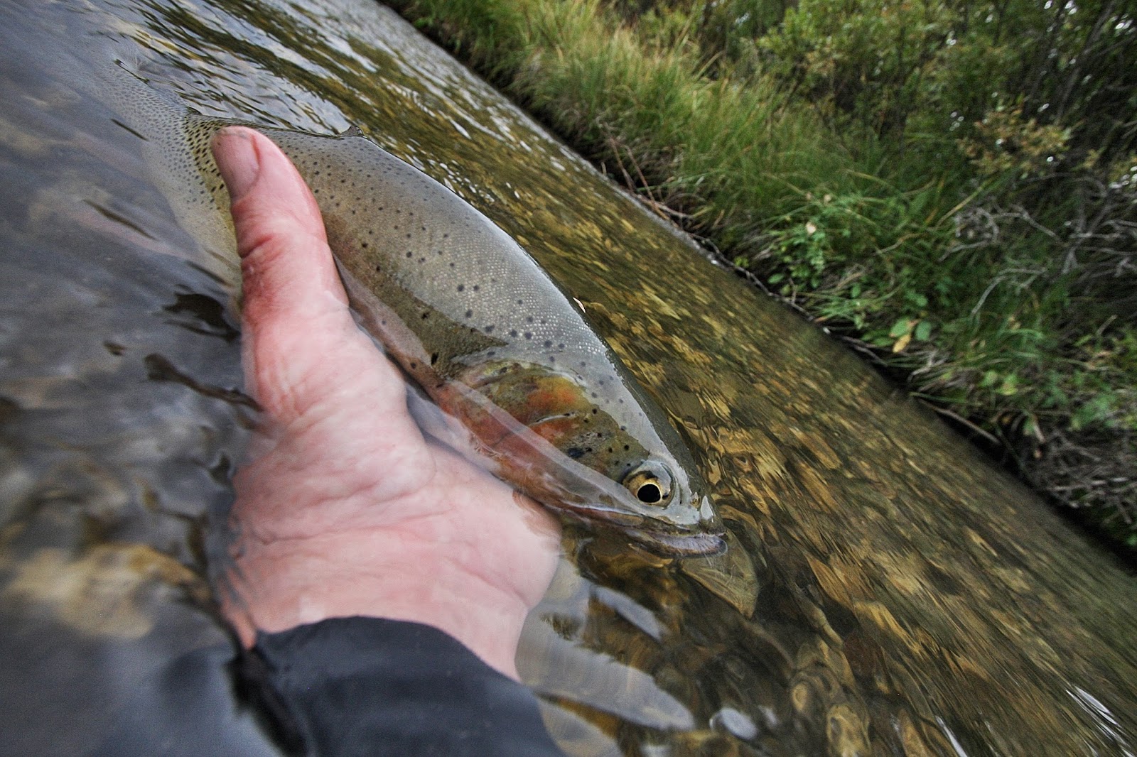 Fly Paper Big Trout in Small Streams Nothing Finer!