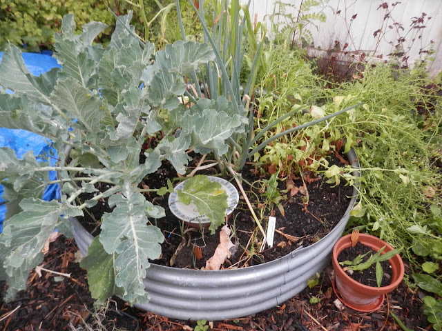 Dairy of a permaculture (ish) garden, July 2018. From UK garden blogger secondhandsusie.blogspot.com #gardenblogger #ukpermaculturegarden #suburbanpermaculture #growyourownfood #foodnotlawns