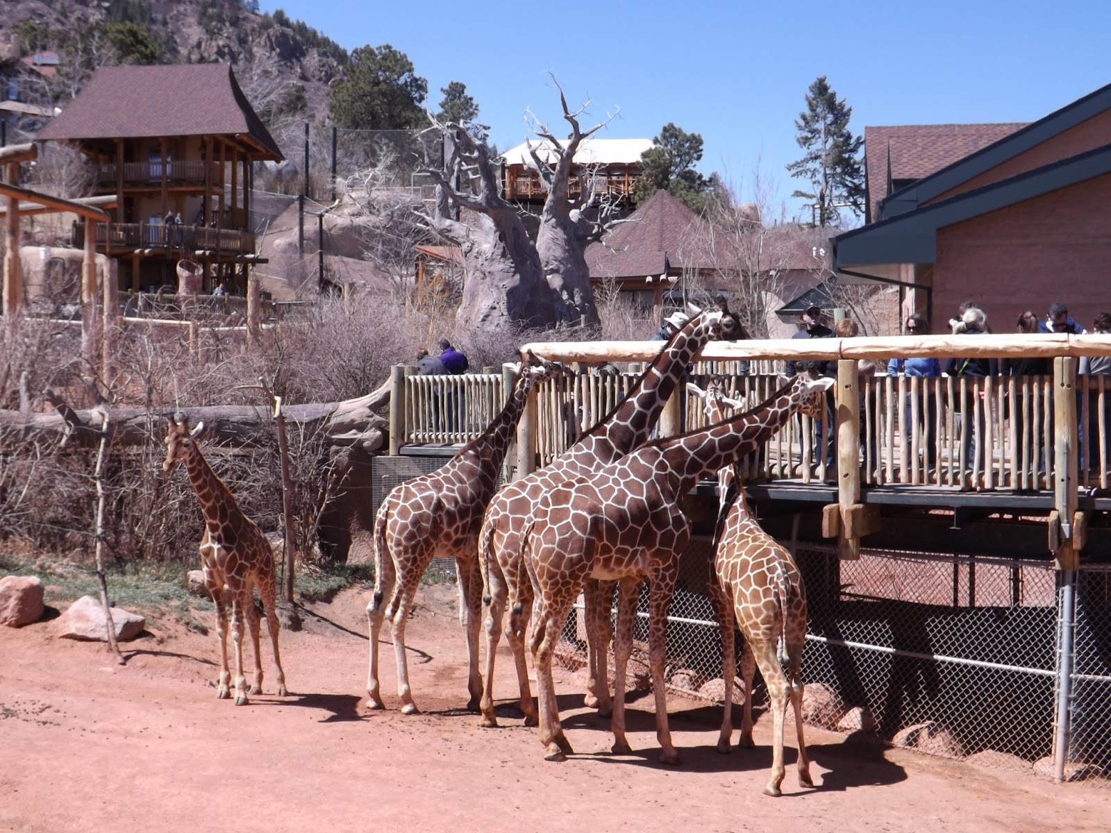 Colors of the World Weekend in Colorado Springs zoo. Выходные в зоопарке Колорадо Спрингс