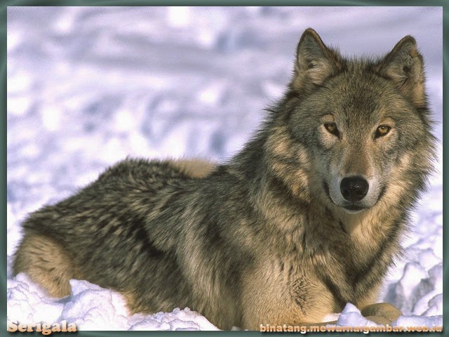 gambar serigala