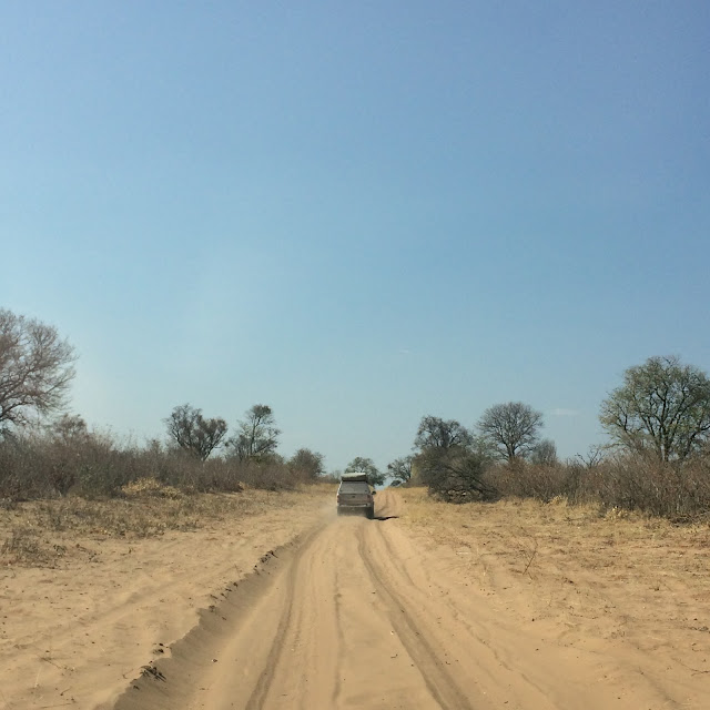 Botswana y Cataratas Victoria. Viaje por libre de 19 dias - Blogs de Botswana - Día 8: De Moremi a Chobe, cruzando Savuti (10)