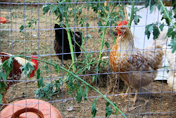 chickens chicken boredom busters run toy keeping