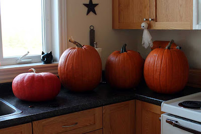 This year's selection of pumpkins are ready to be gutted.
