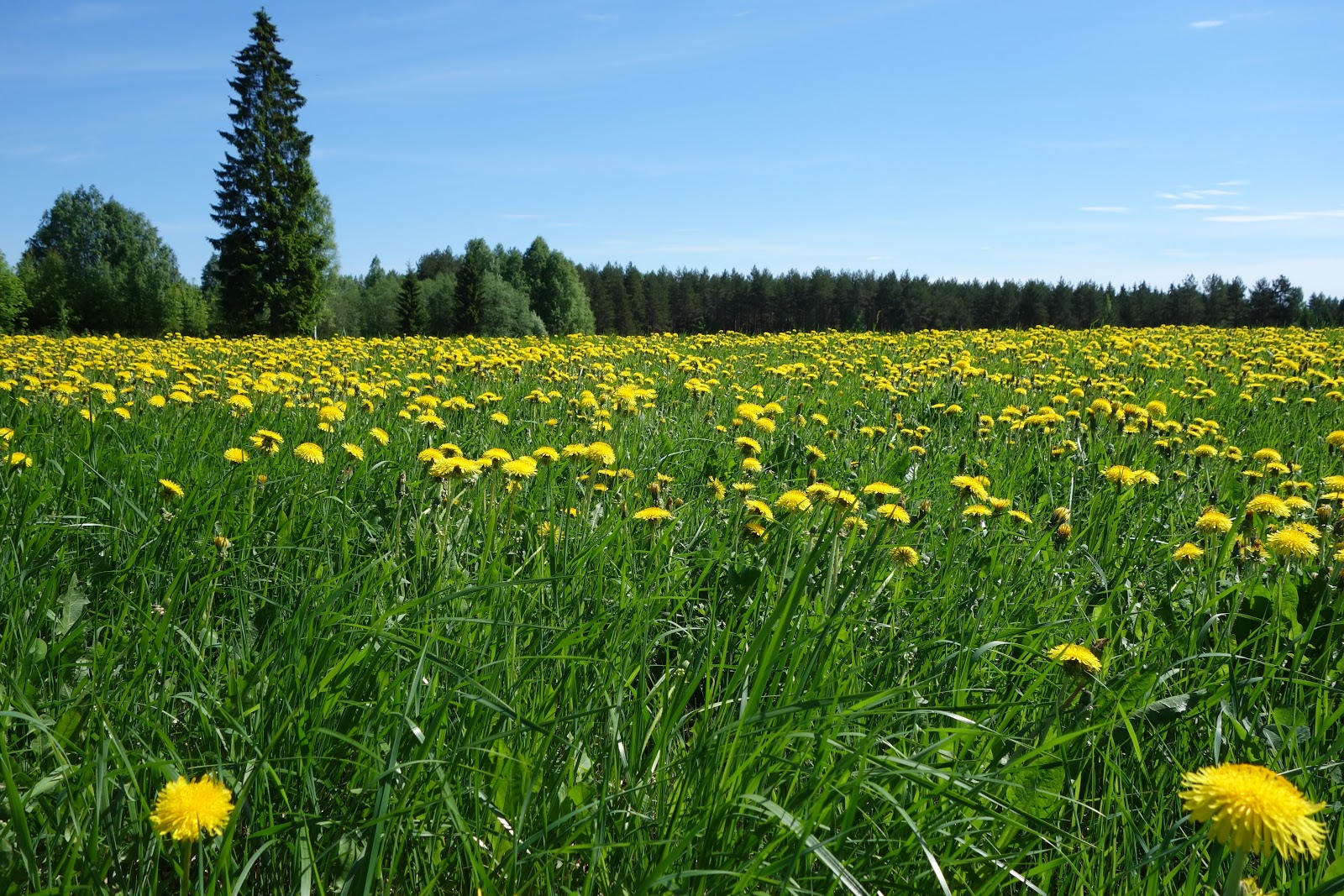 Finland from a Teacher's Perspective A Finnish Summer Cottage, a.k.a