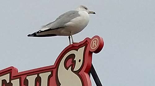 Seagull Seagull