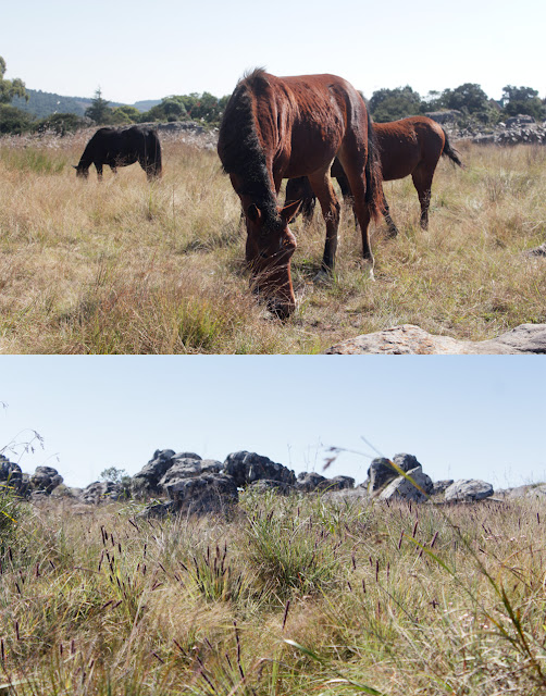 Kaapsehoop, Mpumalanga, Wild horses, 