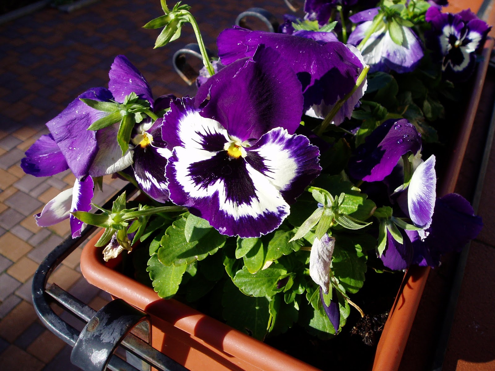 ARBUSTI E PIANTE Scheda (Viola del Pensiero 