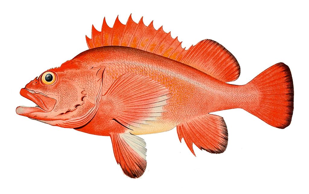 Red rockfish (Sebastes aleutianus)