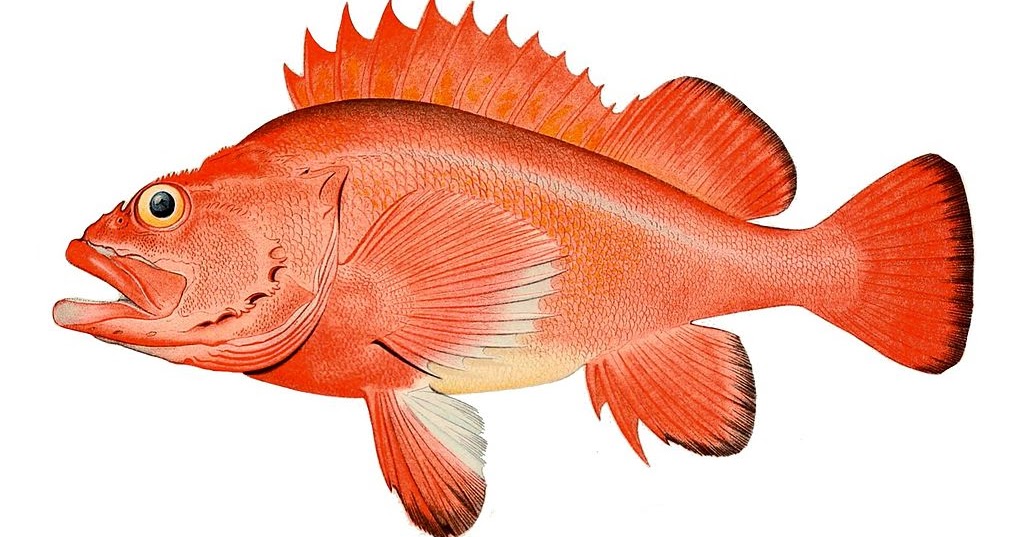 Red rockfish (Sebastes aleutianus)