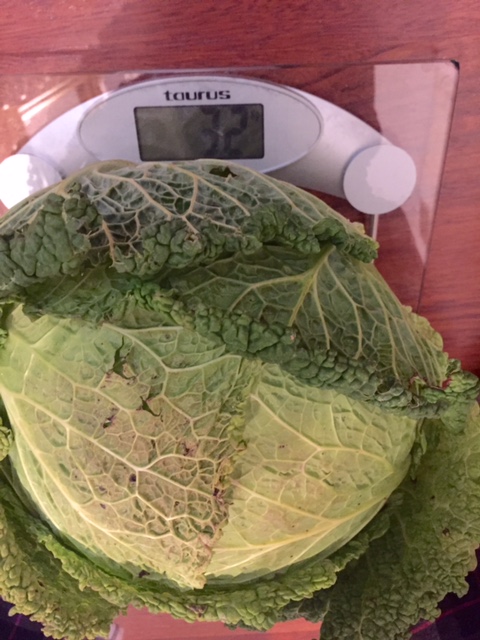 FoodPorn: The Monster Cabbage!